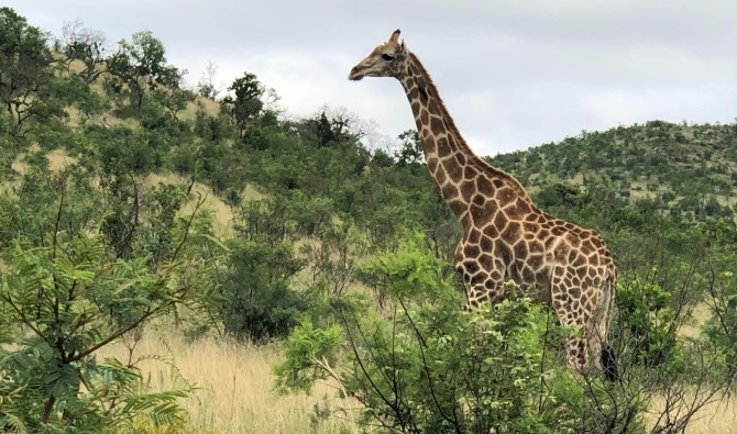 Zuid-Afrika in Vogelvlucht